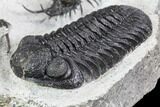Ceratarges, Morocops & Gerastos Trilobite Plate #108697-7